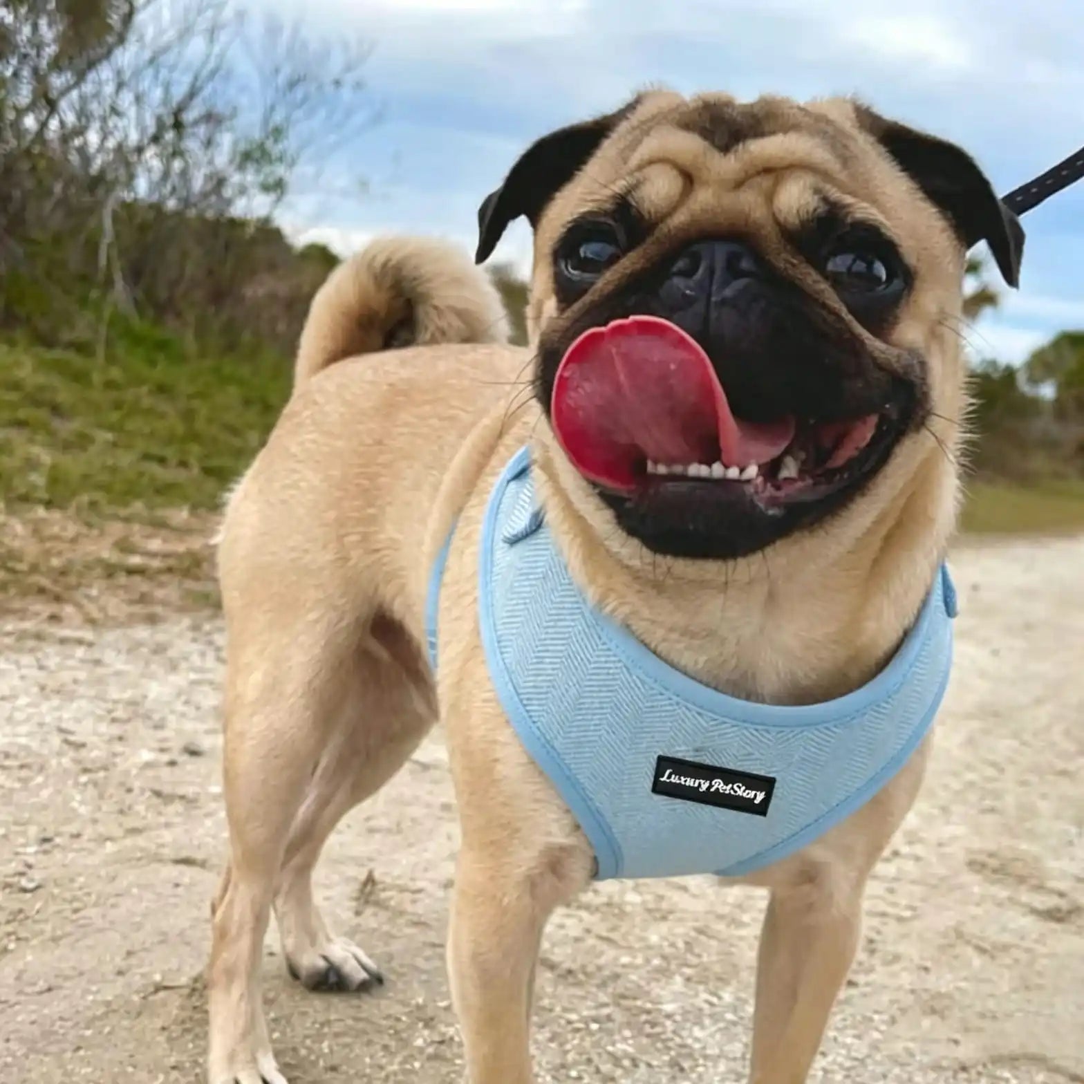Light Blue Herringbone Mesh Dog Harness for Small Dogs | Breathable OEM Pet Vest Manufacturer