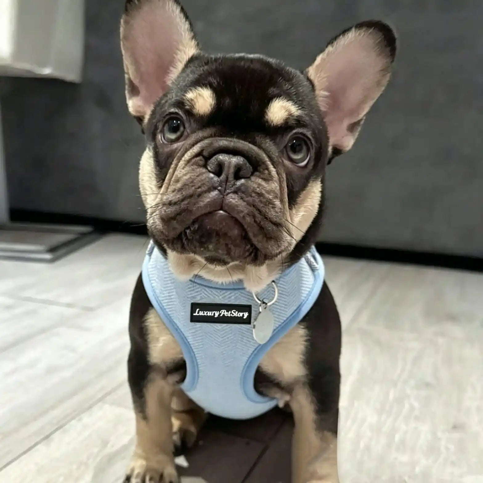 Light Blue Herringbone Mesh Dog Harness for Small Dogs | Breathable OEM Pet Vest Manufacturer