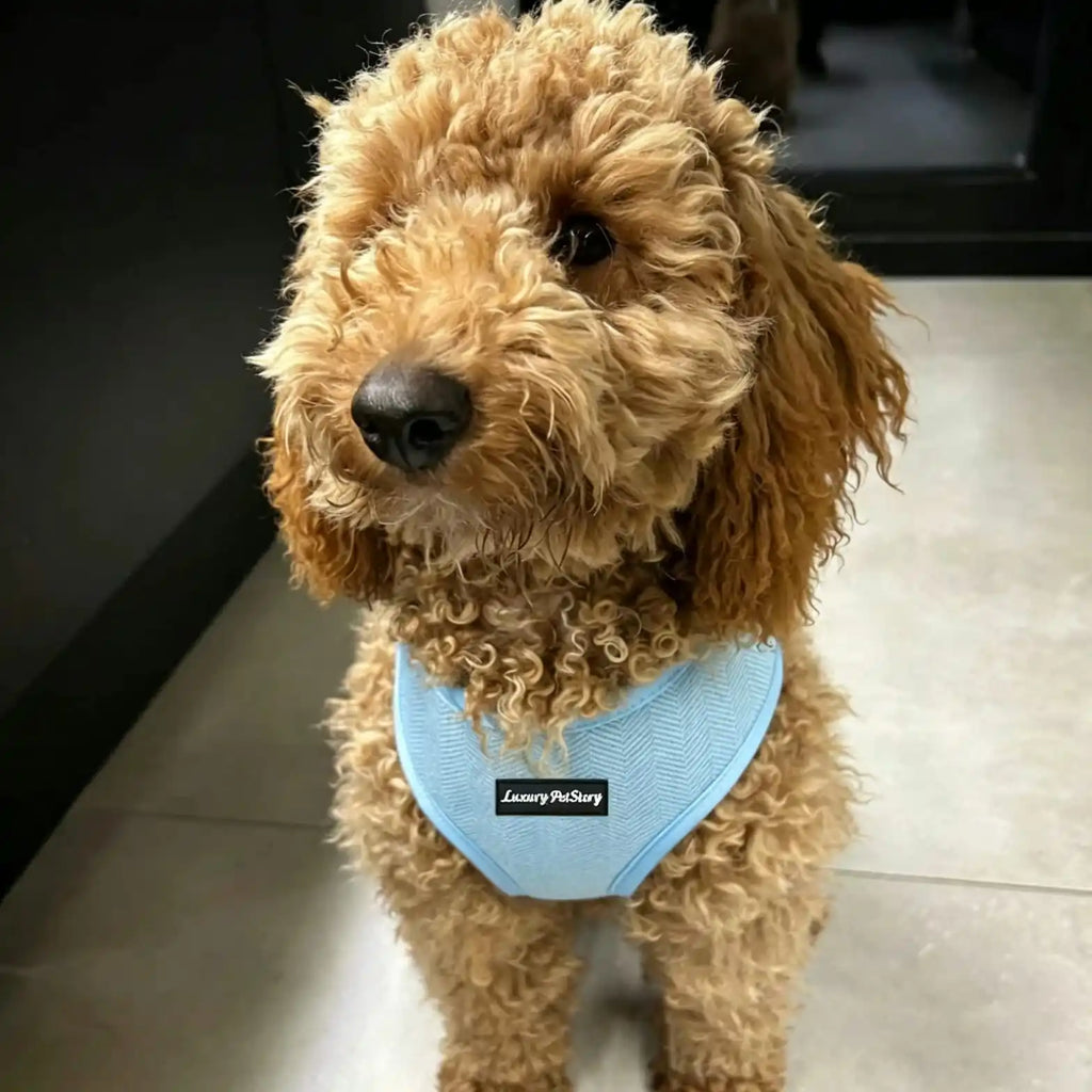 Light Blue Herringbone Mesh Dog Harness for Small Dogs | Breathable OEM Pet Vest Manufacturer